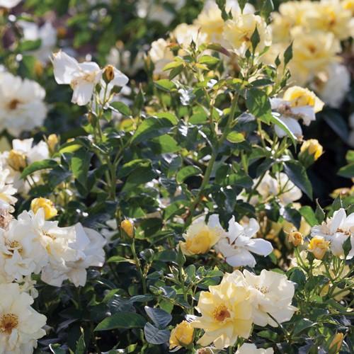 Rosa ‘Meisentmil' PP 20,635 - Lemon Drift® Rose