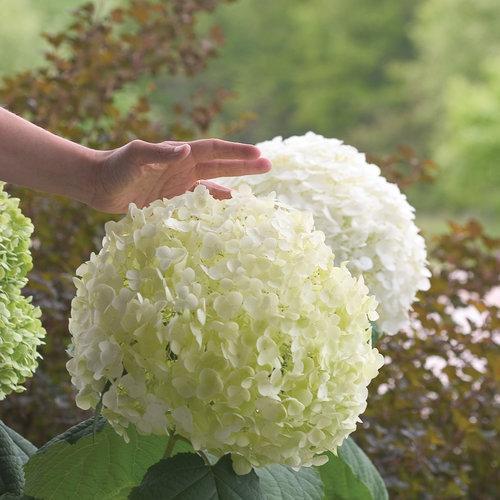 Hydrangea arborescens 'Abetwo' - Proven Winners® Incrediball® Smooth Hydrangea
