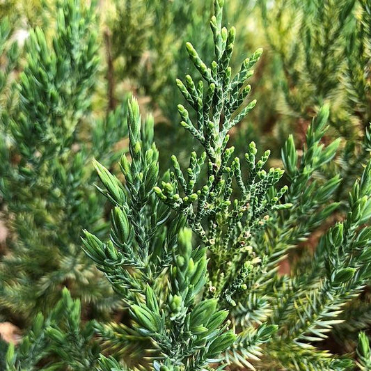 Juniperus chinensis 'Blue Point' - Blue Point Juniper