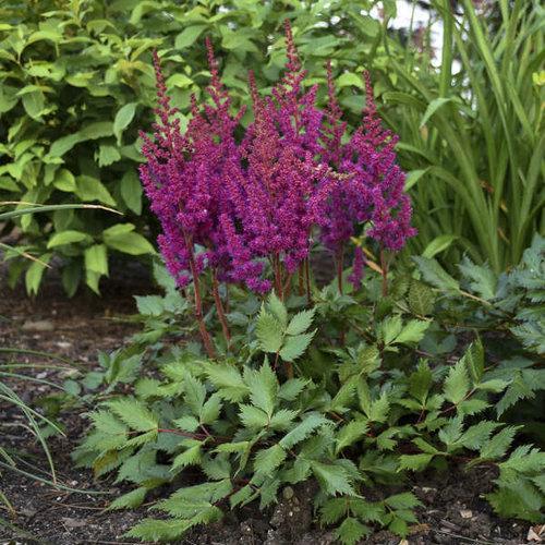 Astilbe chinensis 'Vision in Red' - Vision in Red Chinese Astilbe