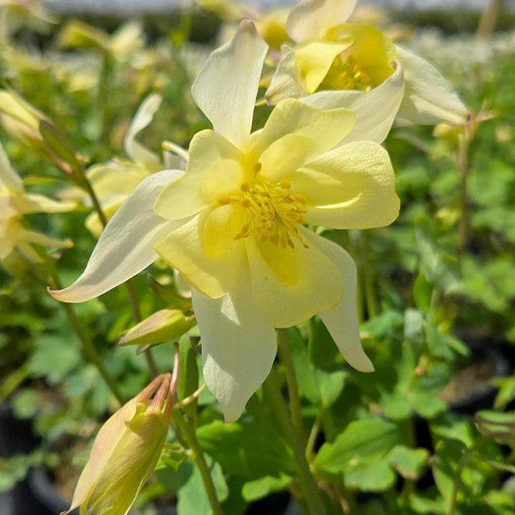 Aquilegia 'PAS1258489' - Earlybird™ Yellow Columbine
