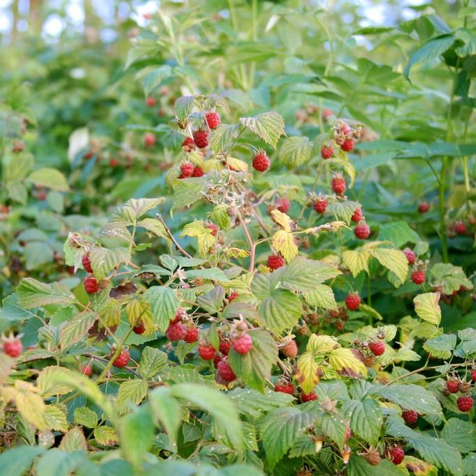 Rubus idaeus 'Caroline' PP10412 - Caroline Raspberry
