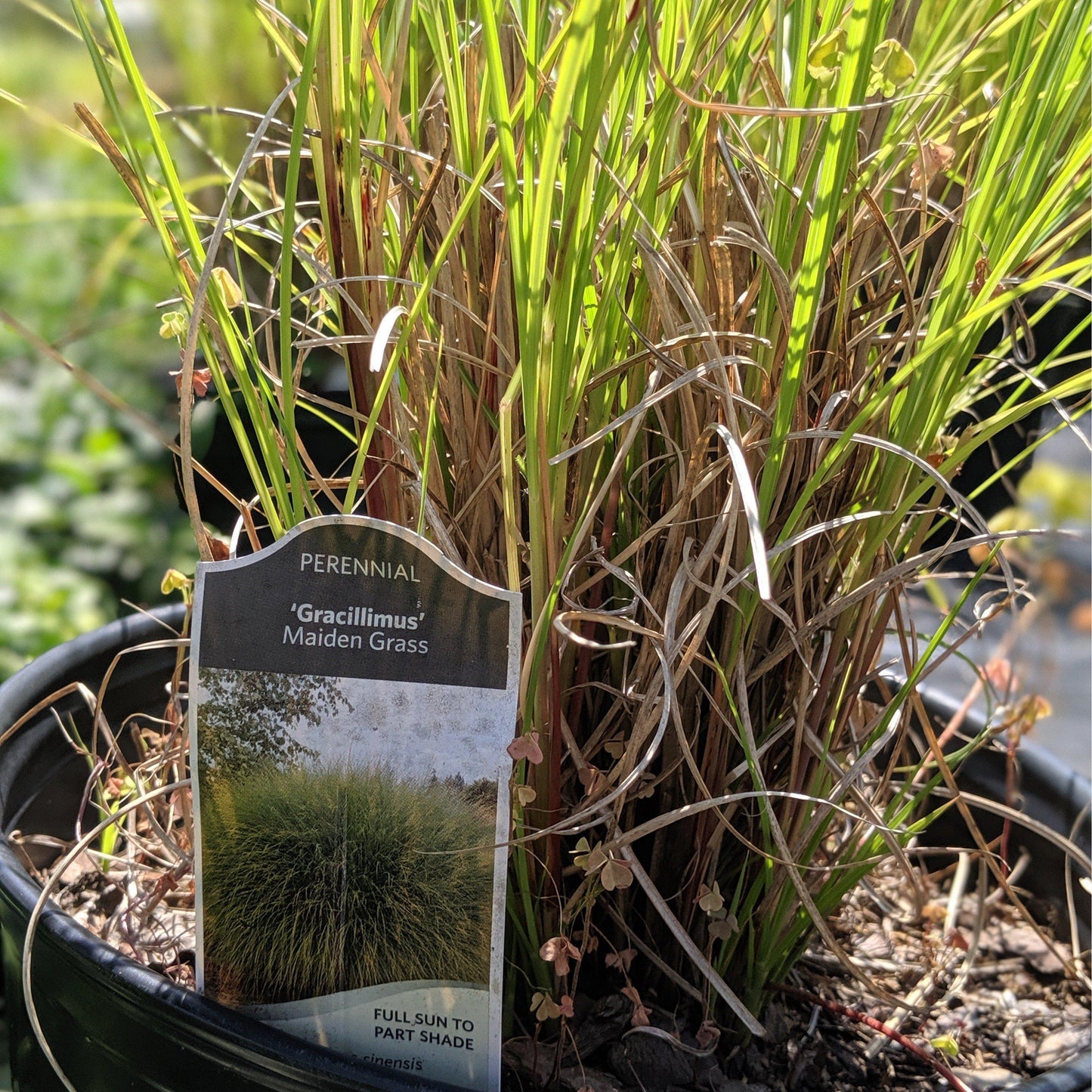 Miscanthus sinensis 'Gracillimus' - Maiden Grass