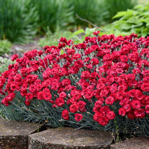 Dianthus 'Maraschino' - Fruit Punch® Maraschino Dianthus