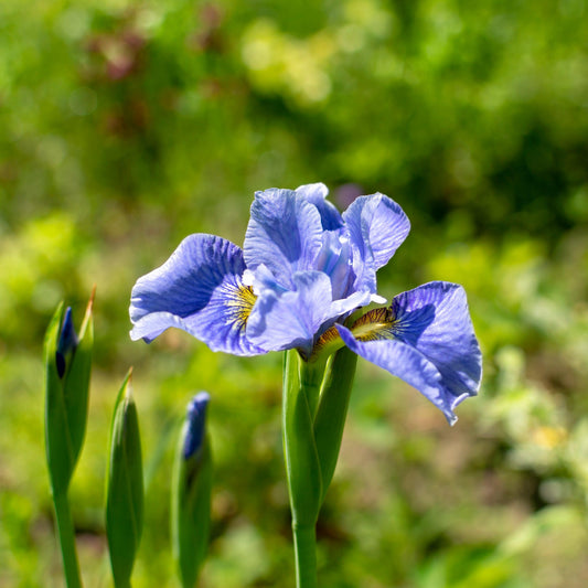 Iris sibirica 'Cape Cod Boys' - Cape Cod Boys Siberian Iris