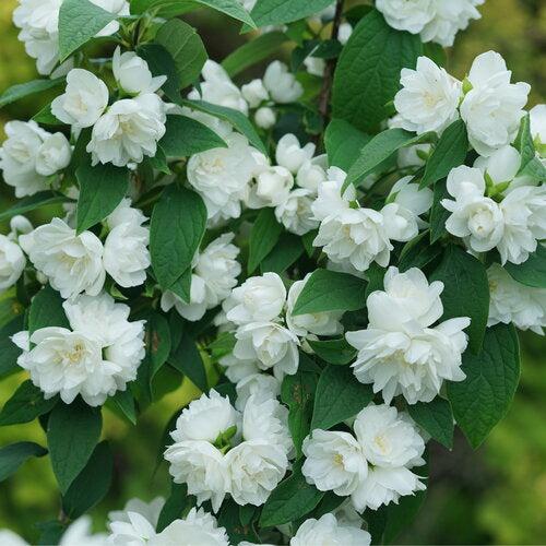 Philadelphus coronarius 'SMNPSDW' - Illuminati Spice® Mockorange