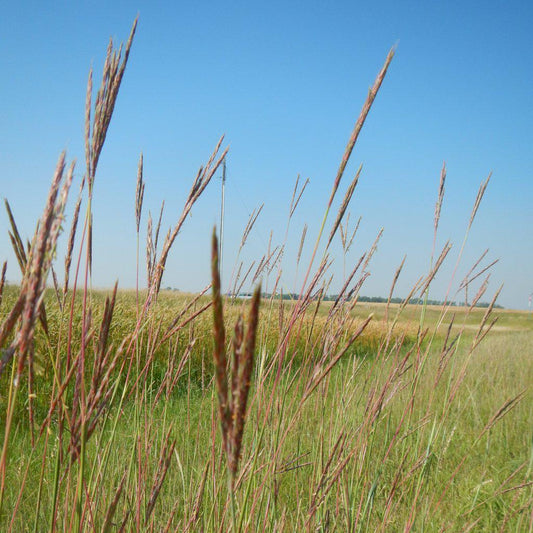 Andropogon gerardii - Big Bluestem
