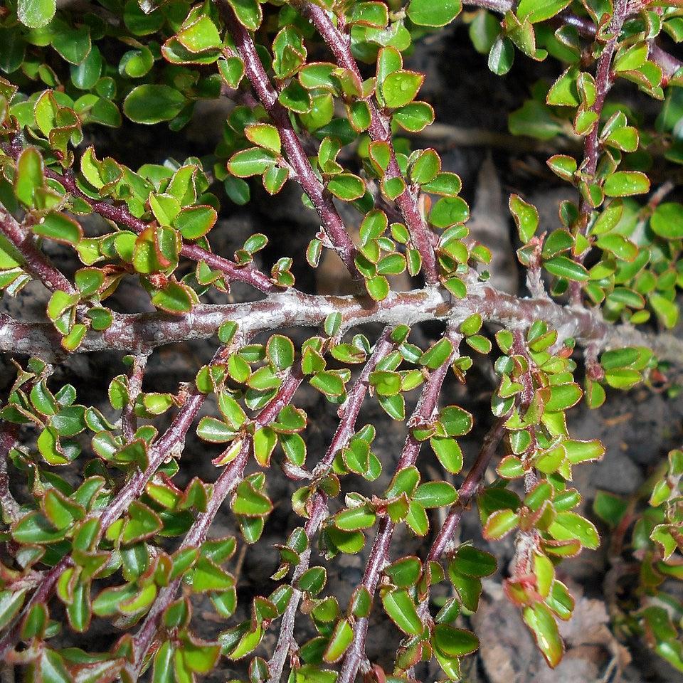 Cotoneaster adpressus 'Little Gem' - Tom Thumb Cottoneaster