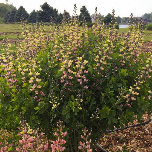 Baptisia 'Pink Lemonade' PP30,669 - PW® Decadence® Deluxe Pink Lemonade False Indigo