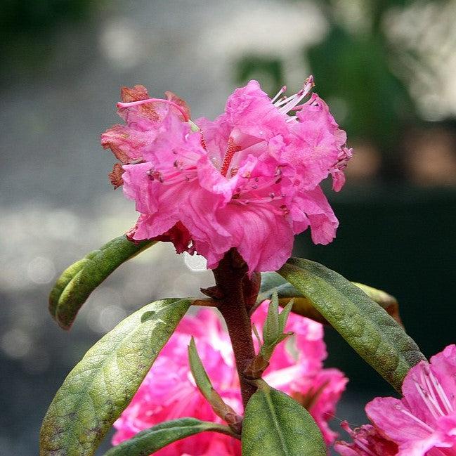 Rhododendron x 'Landmark' - Landmark Rhododendron