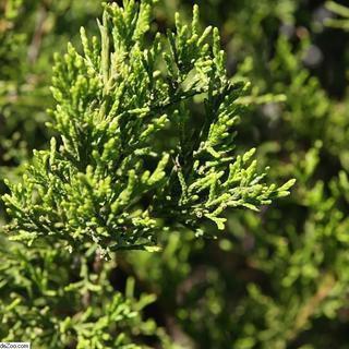 Juniperus virginiana 'Brodie' - Brodie Red Cedar
