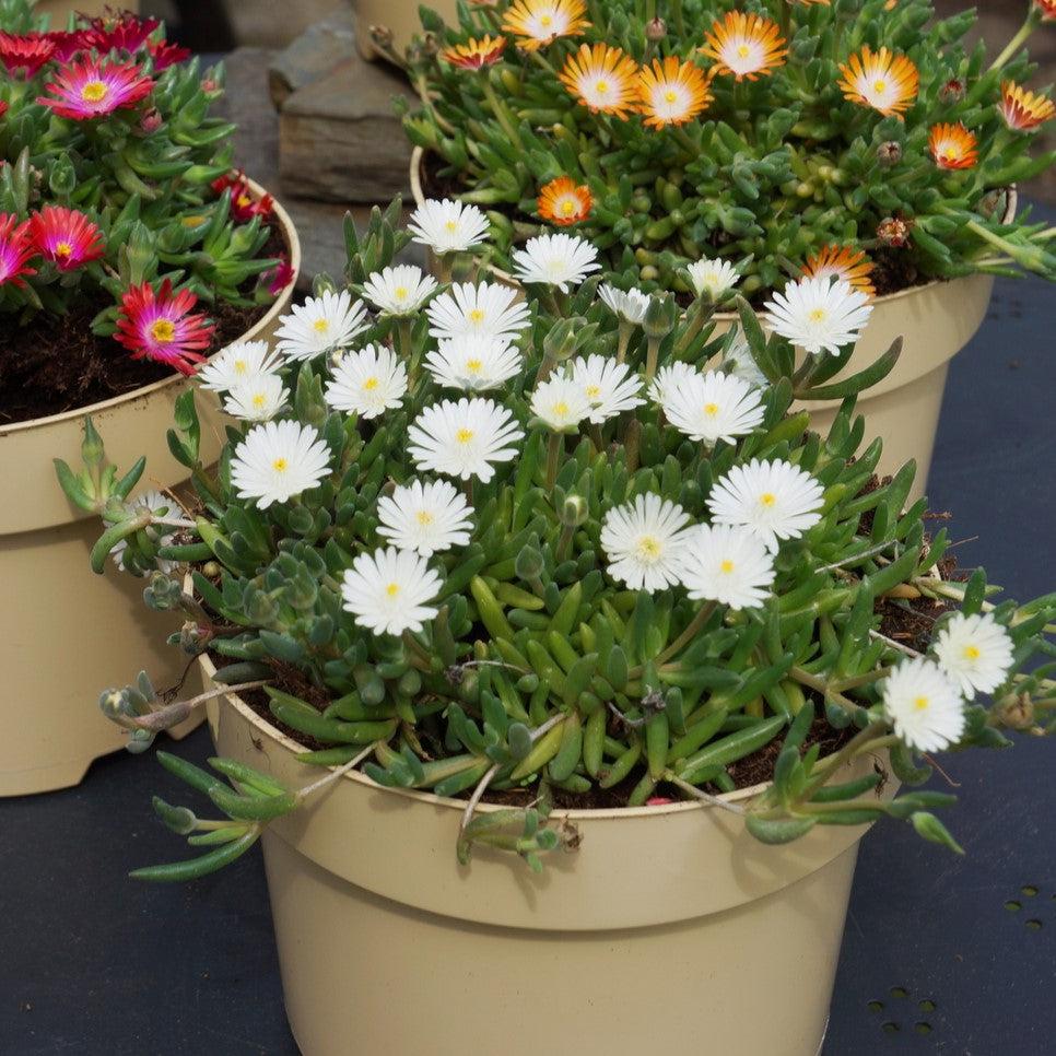 Delosperma cooperi 'Jewel of Desert Moonstone' - Jewel of Desert® Moonstone Ice Plant