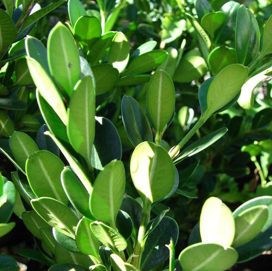 Buxus ‘SB 108’ PP28888 - NewGen™ Independence® Boxwood