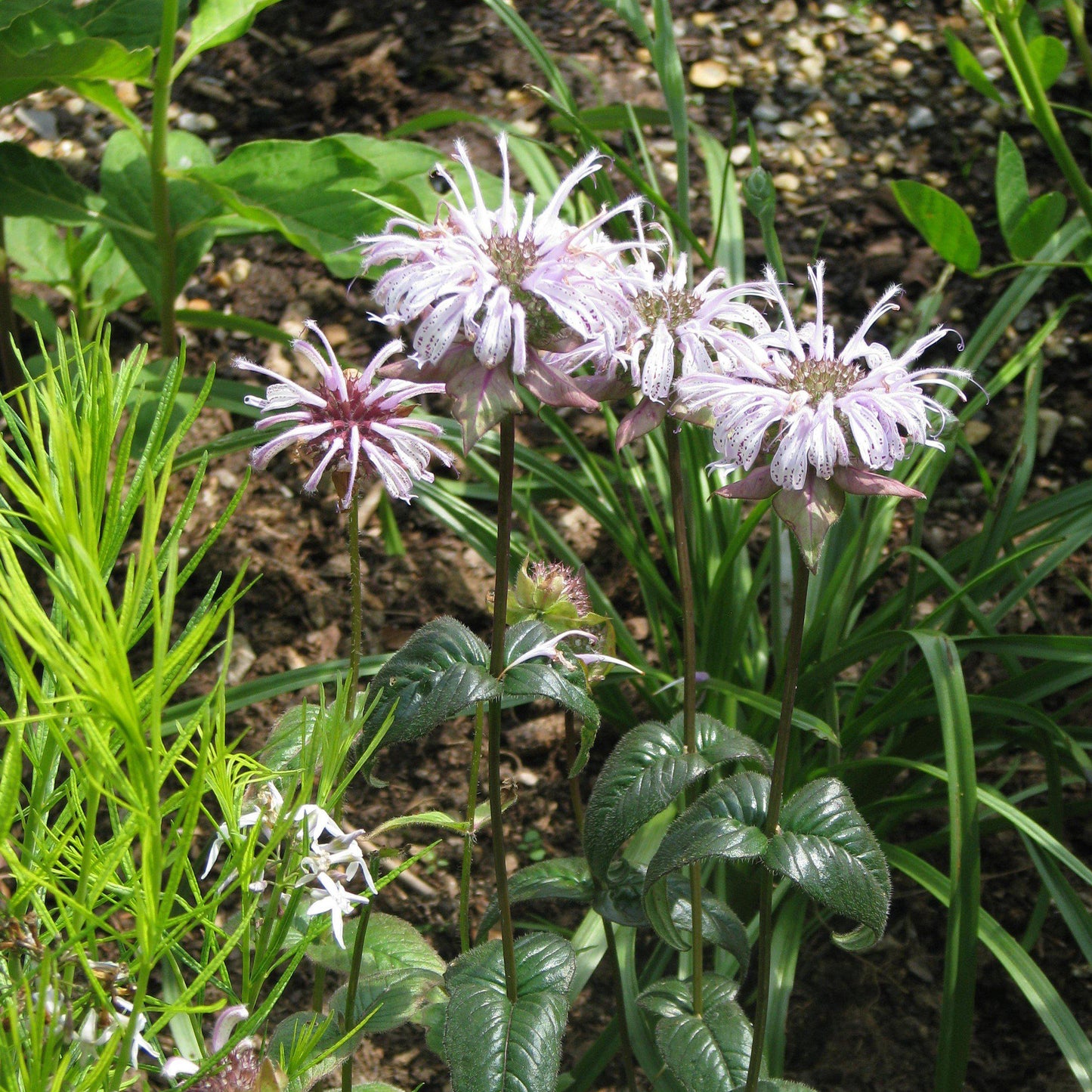 Monarda bradburiana - Eastern Bee Balm