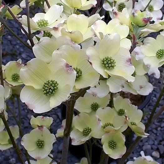 Cornus florida 'Cloud Nine' - Cloud Nine Dogwood