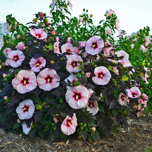 Hibiscus 'Perfect Storm' PP27,880 - Summerific® Perfect Storm Hibiscus