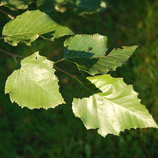 Betula nigra - River Birch