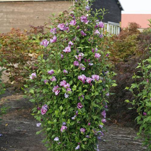 Hibiscus syriacus 'Gandini Santiago' - Purple Pillar® Rose of Sharon