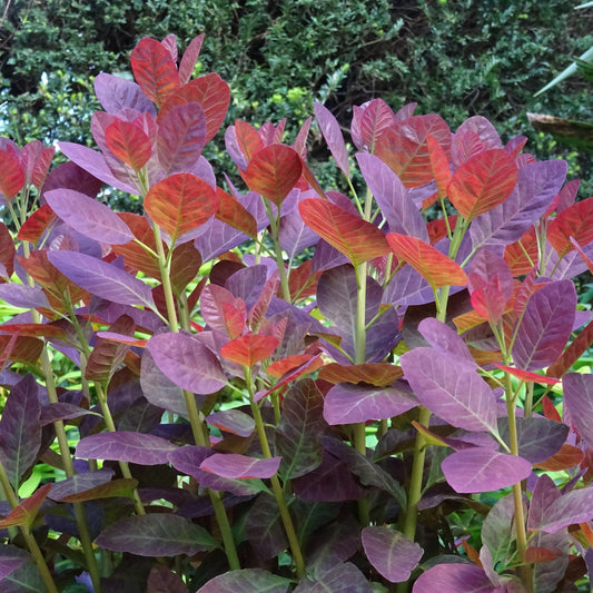 Cotinus coggygria 'Royal Purple' - Royal Purple Smoke Tree
