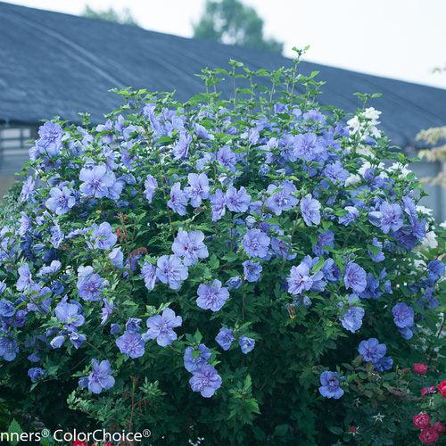 Hibiscus syriacus 'Notwoodthree' - Blue Chiffon® Hibiscus