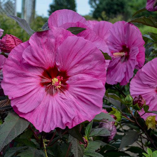 Hibiscus 'Berry Awesome' PP27936 - Summerific® Berry Awesome Hibiscus