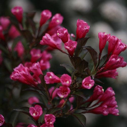 Weigela florida 'Alexandra’ - Wine & Roses® Weigela