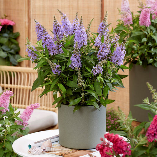 Buddleia davidii ‘BotEx 004’ PP34,378 - Butterfly Candy™ Lil' Lavender™ Butterfly Bush