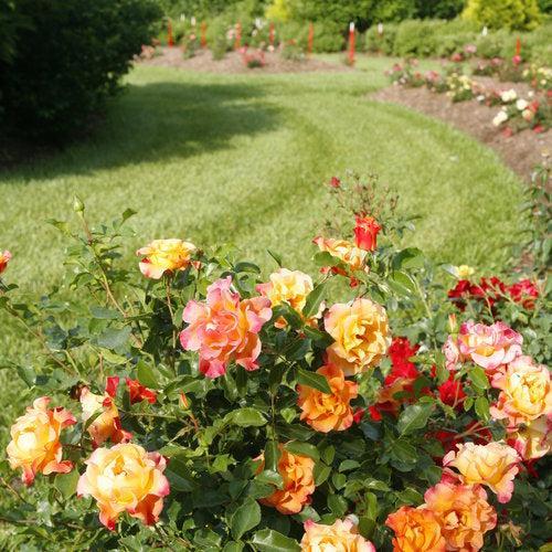 Rosa x 'CHEWGEWEST' - Oso Easy® Suñorita® Rose