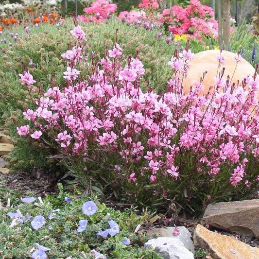 Gaura lindheimeri 'Sme-2' - Passionate Blush™ Gaura