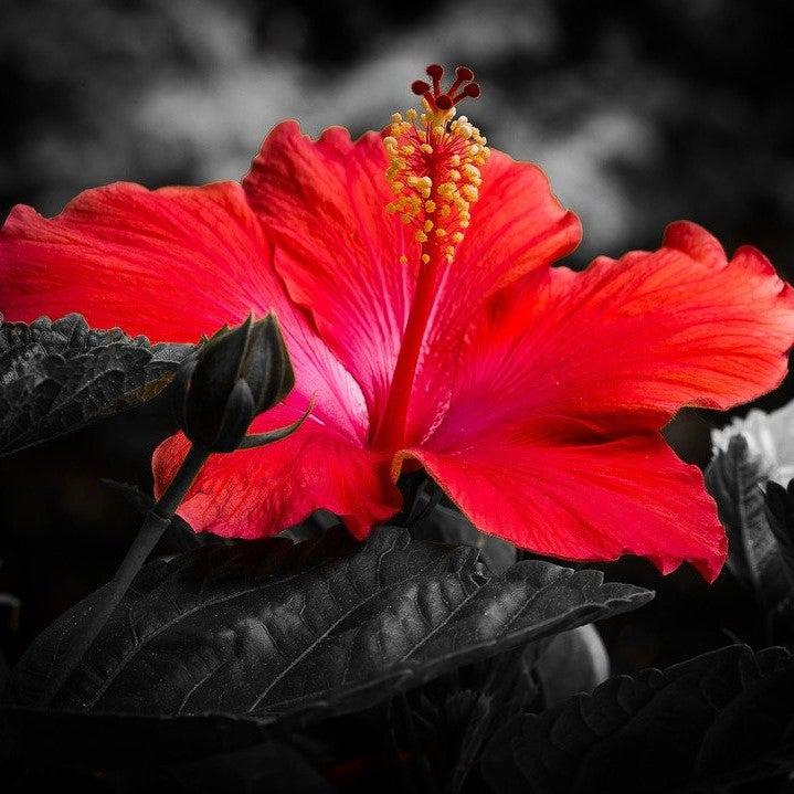 Hibiscus 'Midnight Marvel' - Midnight Marvel Red Leaf Hibiscus