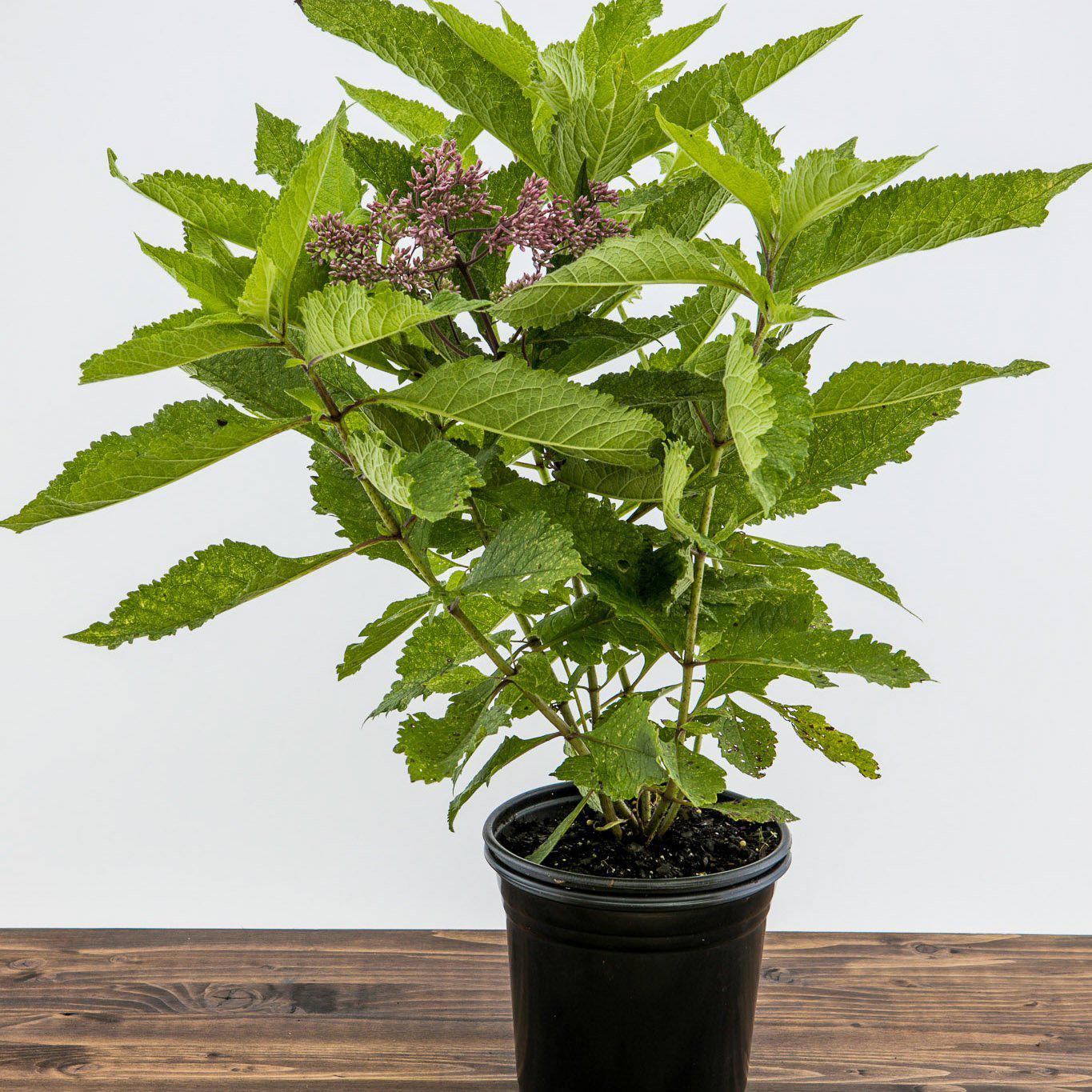 Eutrochium maculatum 'Gateway' - Gateway Joe Pye Weed