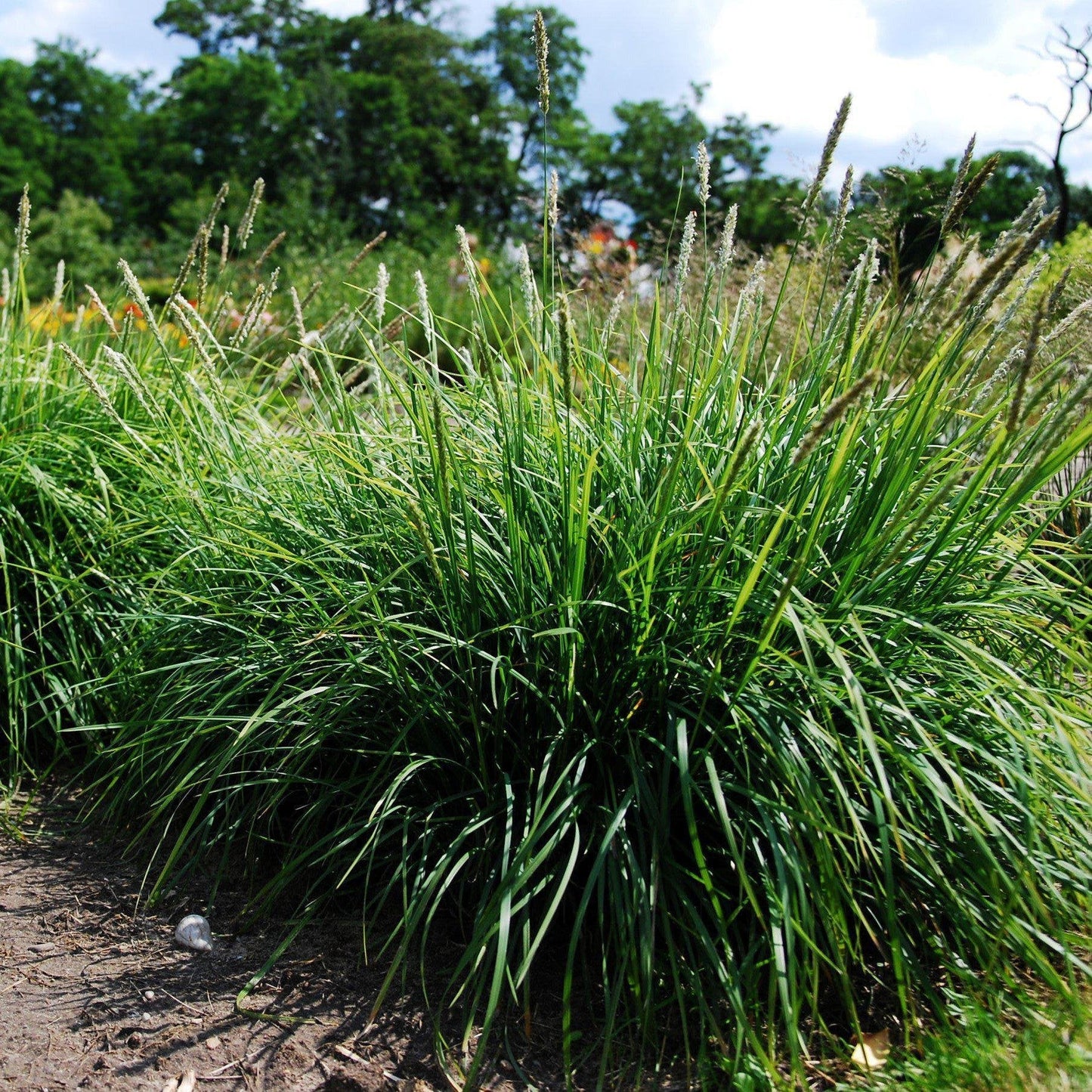 Sesleria autumnalis - Autumn Moor Grass