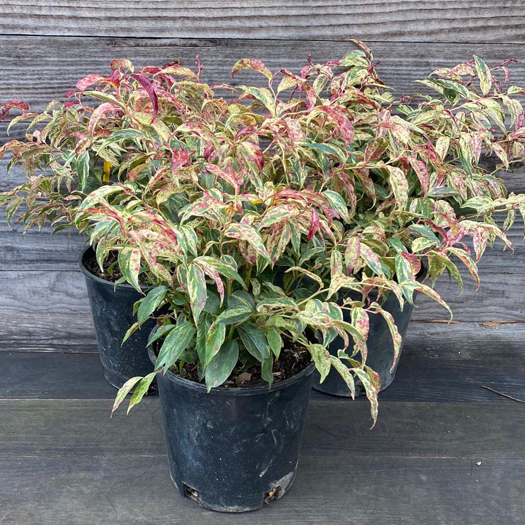 Leucothoe fontanesiana 'Rainbow' - Rainbow Drooping Leucothoe