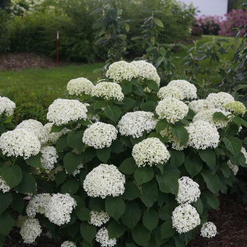 Hydrangea arborescens 'NCHA8' - Invincibelle® Limetta Smooth Hydrangea