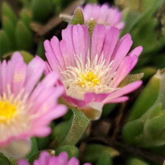 Delosperma cooperi 'Rose Quartz' - Jewel of Desert® Rose Quartz Ice Plant