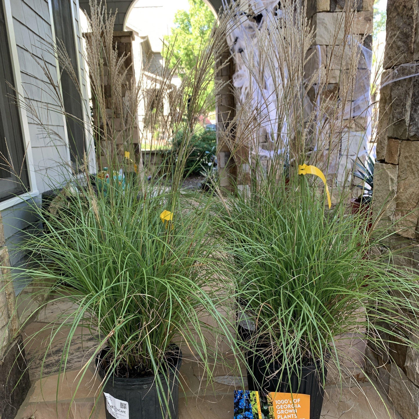 Miscanthus sinensis 'Adagio' - Adagio Maiden Grass