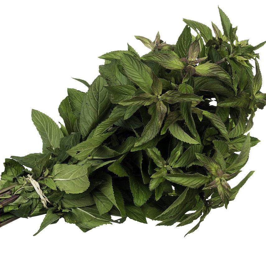 Mentha x piperita 'Chocolate' - Chocolate Mint