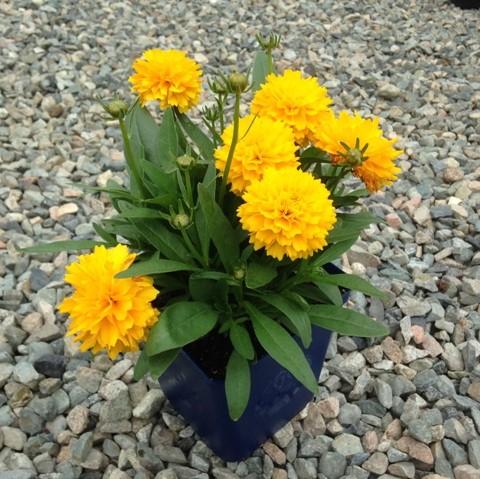 Coreopsis grandiflora 'DCOREO16' - Solanna™ Golden Sphere Tickseed