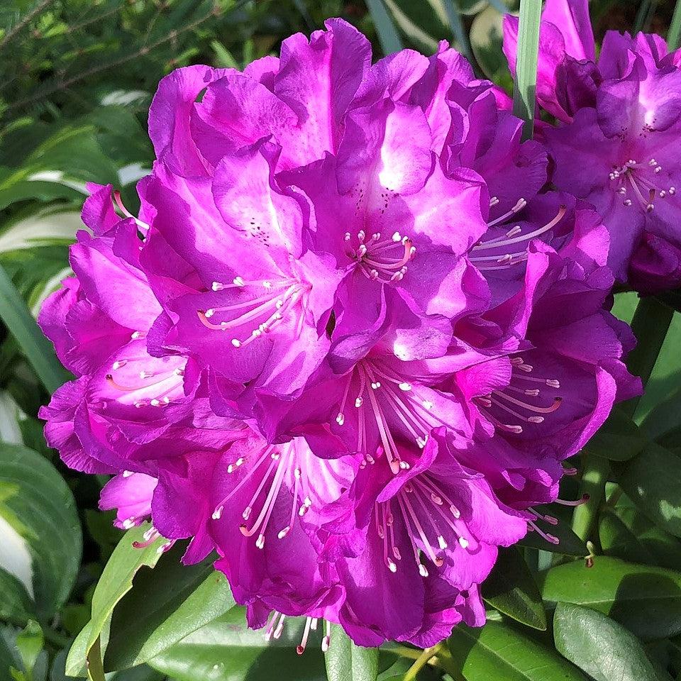 Rhododendron x 'Purple Passion' - Purple Passion Rhododendron