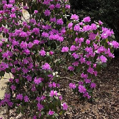 Rhododendron 'Purple Gem' - Purple Gem Rhododendron