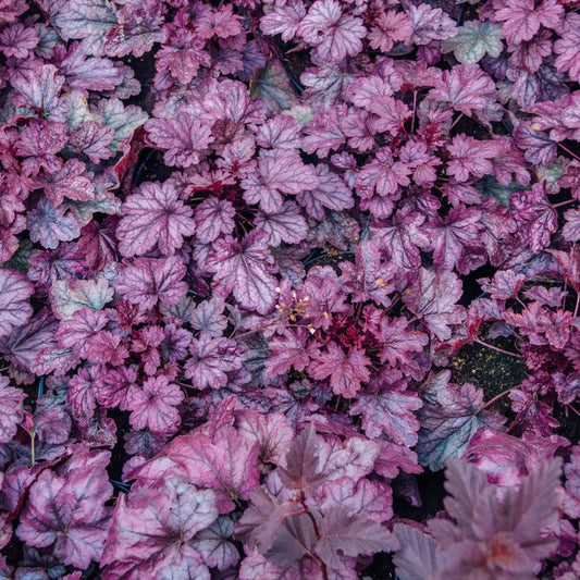 Heuchera 'Grape Expectations' - Grape Expectations Coral Bells