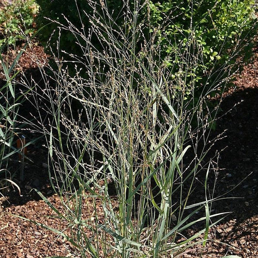 Panicum virgatum 'Heavy Metal' - Heavy Metal Switch Grass