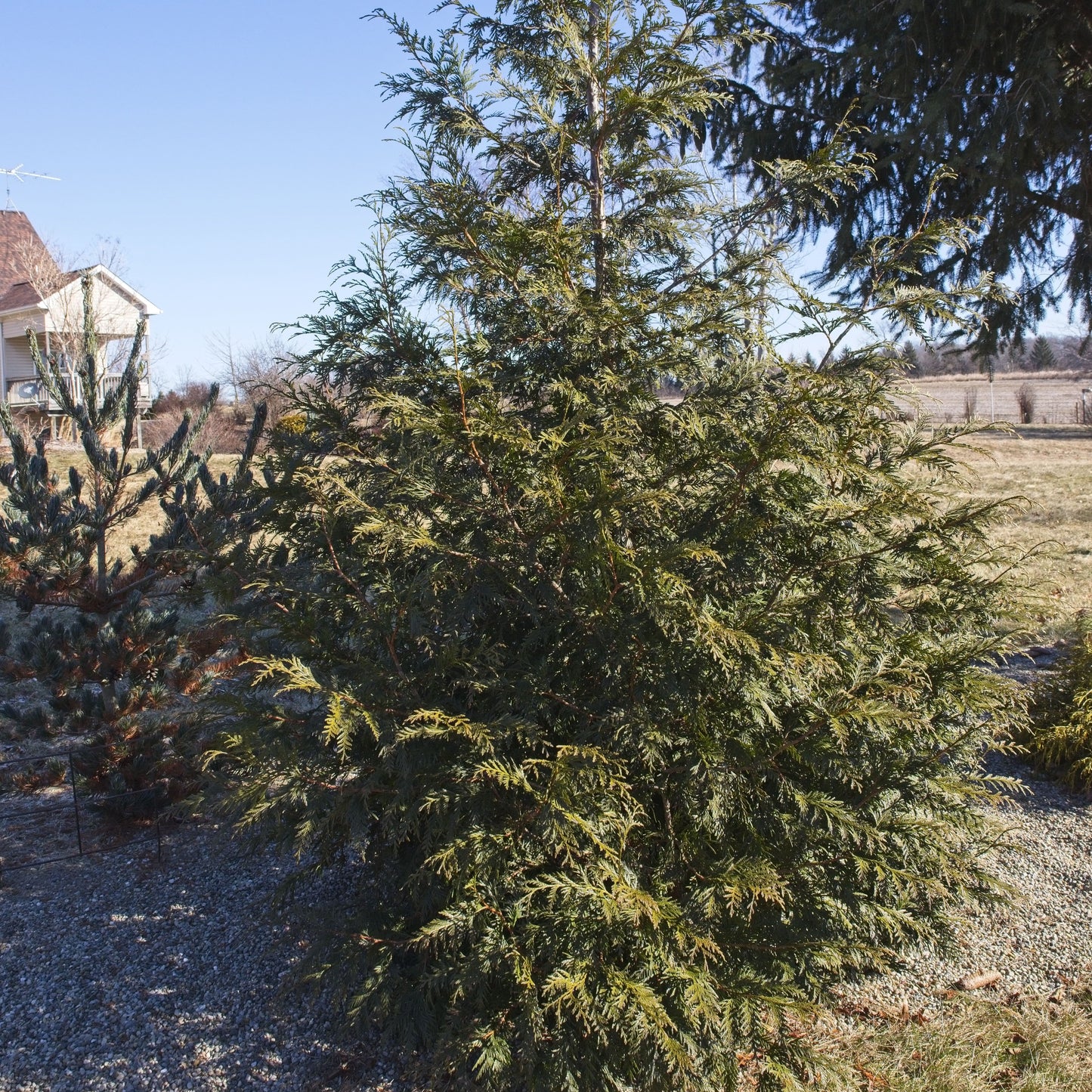 Thuja plicata 'Grovepli' - Spring Grove® Arborvitae