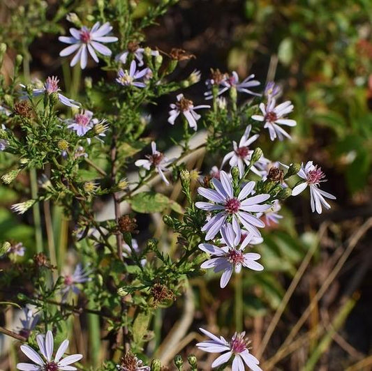 Aster cordifolius - Blue Wood Aster