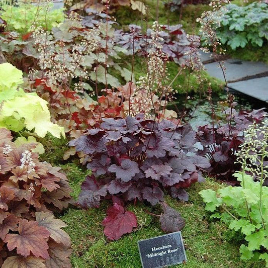 Heuchera x 'Midnight Rose' - Midnight Rose Coral Bells
