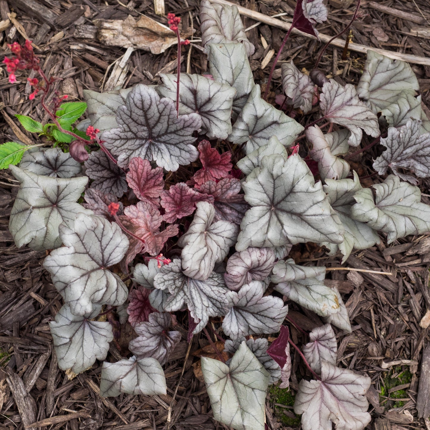 Heuchera 'Silver Gumdrop' PP29207 - Dolce® Silver Gumdrop Heuchera