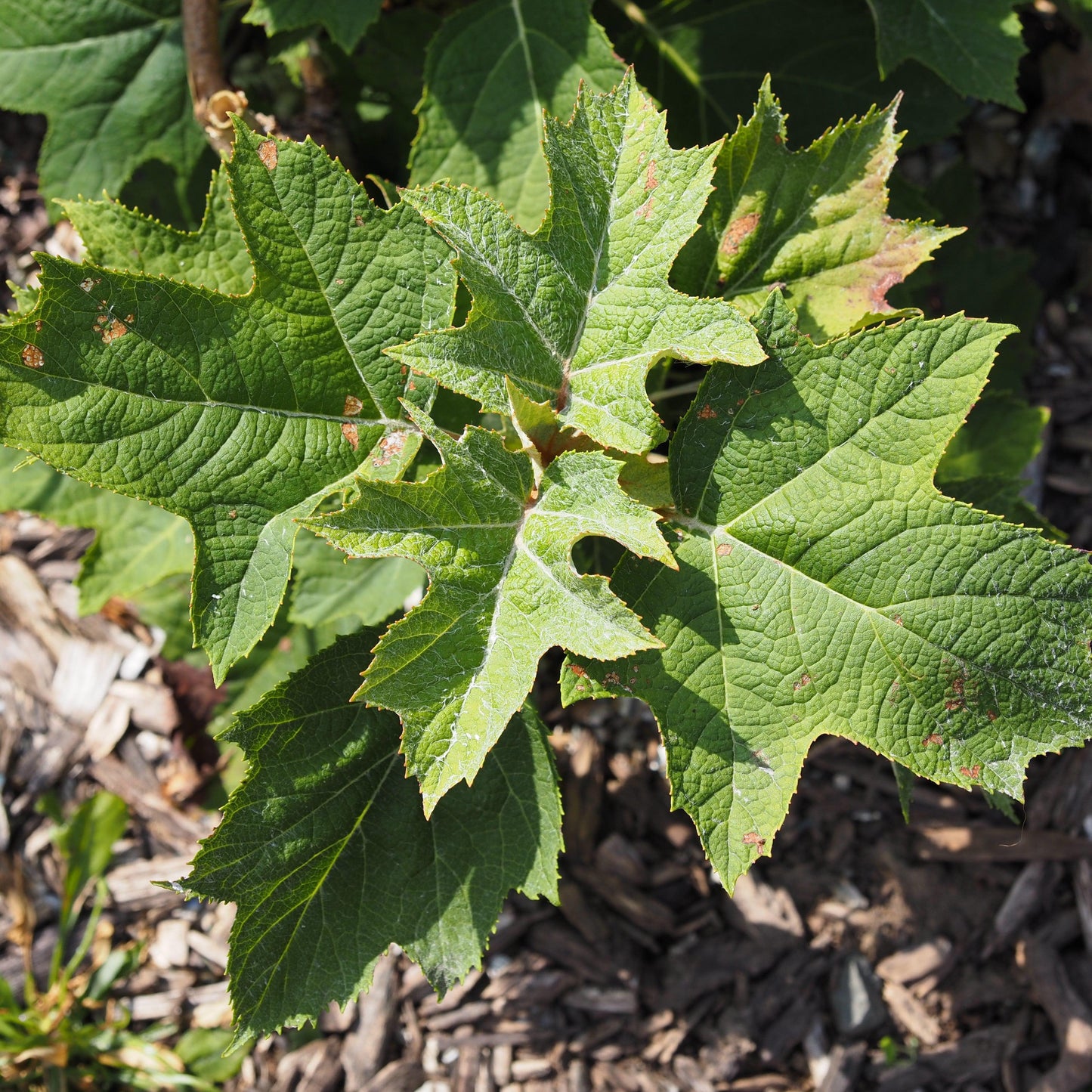 Hydrangea quercifolia 'Munchkin' - Munchkin Hydrangea