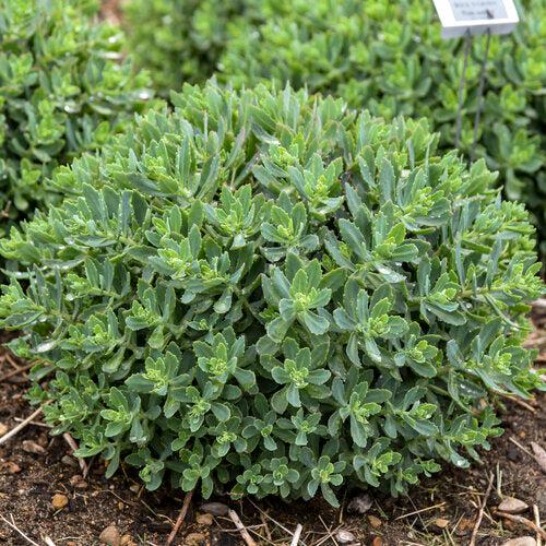 Sedum 'Pride And Joy' - Rock 'N Grow® Pride And Joy Stonecrop