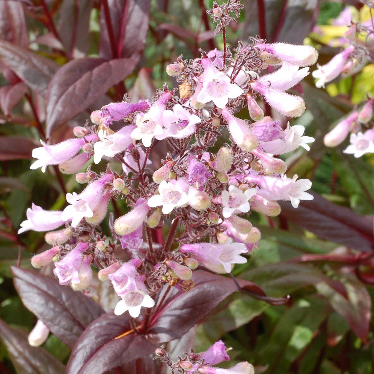Penstemon 'Dark Towers' - Dark Towers Beardtongue