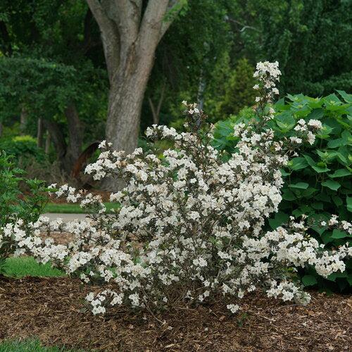 Weigela florida 'SMNWFGC' - Wine & Spirits® Weigela
